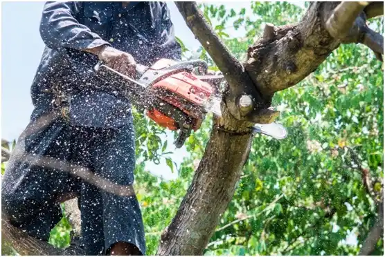 tree services Cane Savannah